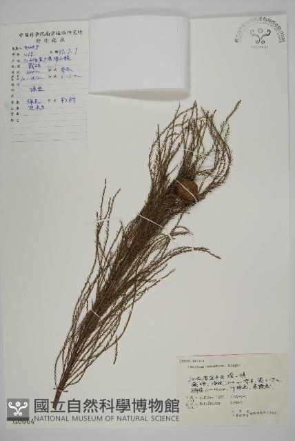 池杉藏品圖，第1張