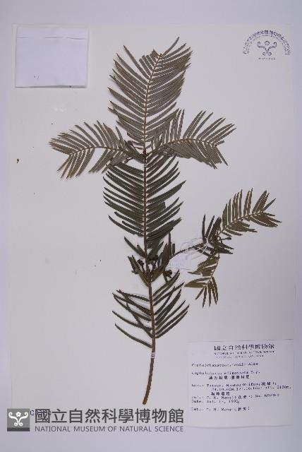 臺灣粗榧、台灣三尖杉藏品圖，第1張