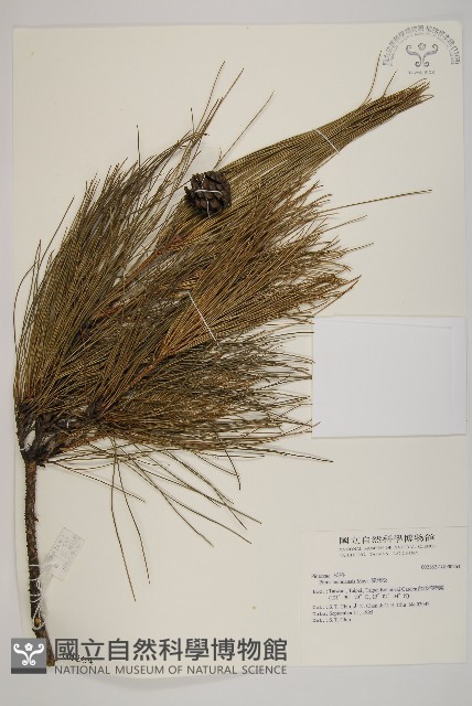 琉球松藏品圖，第1張