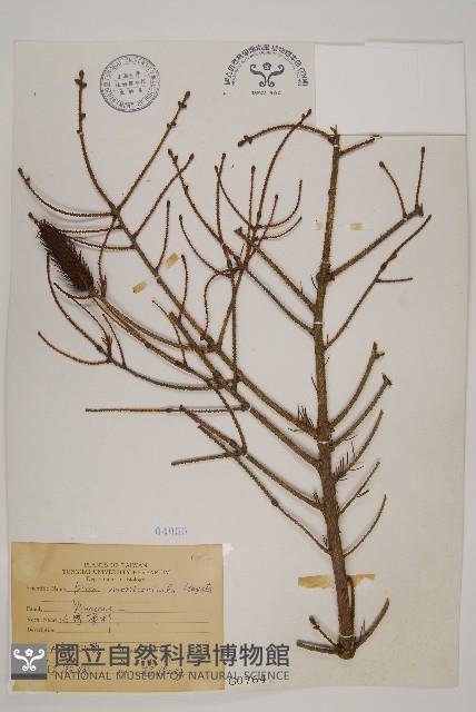 臺灣雲杉藏品圖，第1張