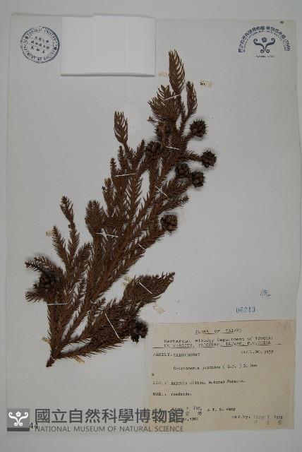 柳杉藏品圖，第1張