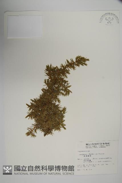 刺柏藏品圖，第1張