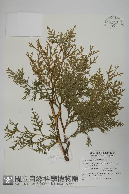 台灣肖楠藏品圖，第1張