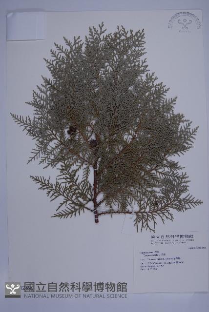 側柏藏品圖，第1張