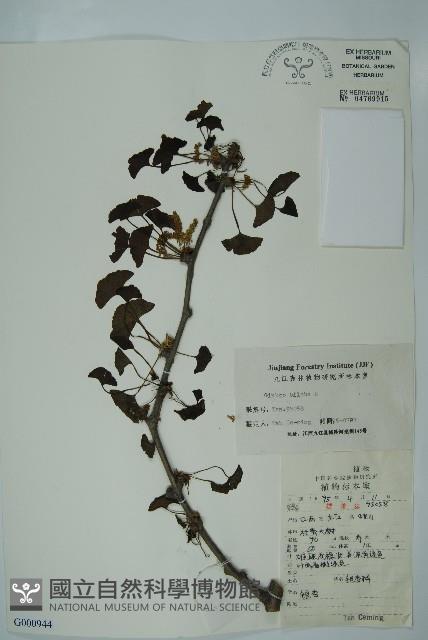 銀杏藏品圖，第1張