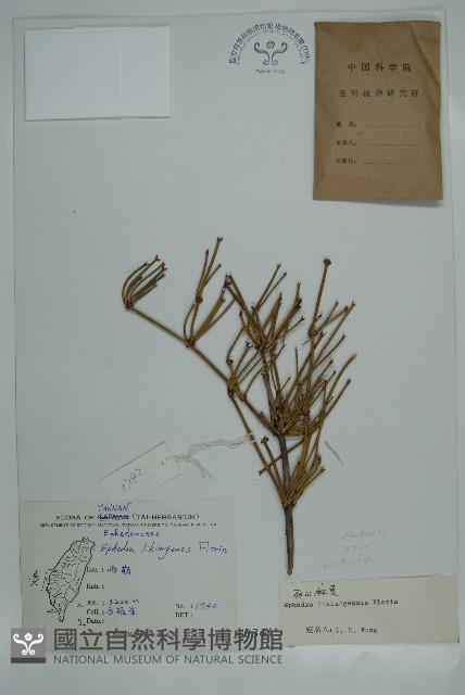 匍枝兩江麻黃藏品圖，第1張