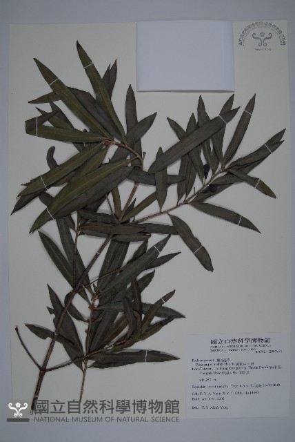 桃實百日青藏品圖，第1張