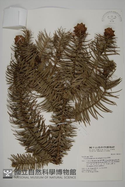 杉木藏品圖，第1張