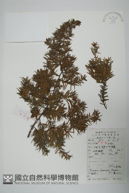 刺柏藏品圖，第1張