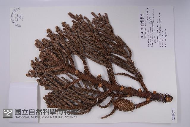 小葉南洋杉藏品圖，第1張