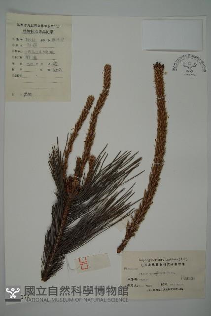 黑松藏品圖，第1張