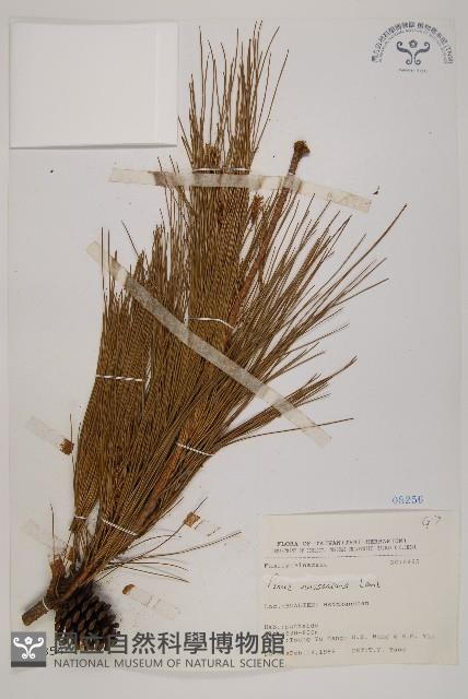 馬尾松藏品圖，第1張