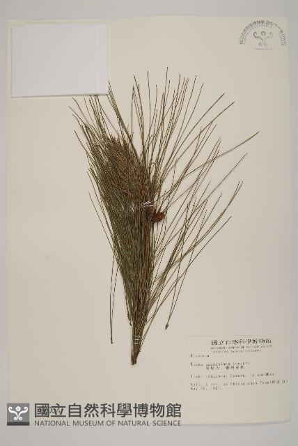 馬尾松藏品圖，第1張