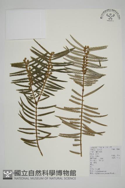 三尖杉藏品圖，第1張