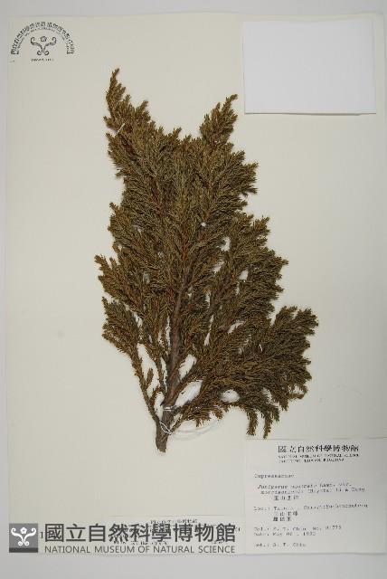 香青藏品圖，第1張