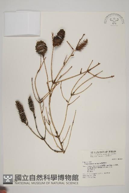 臺灣雲杉藏品圖，第1張