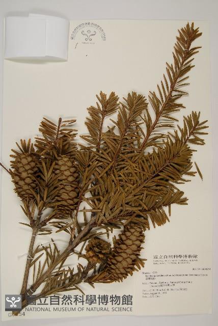 臺灣油杉藏品圖，第1張