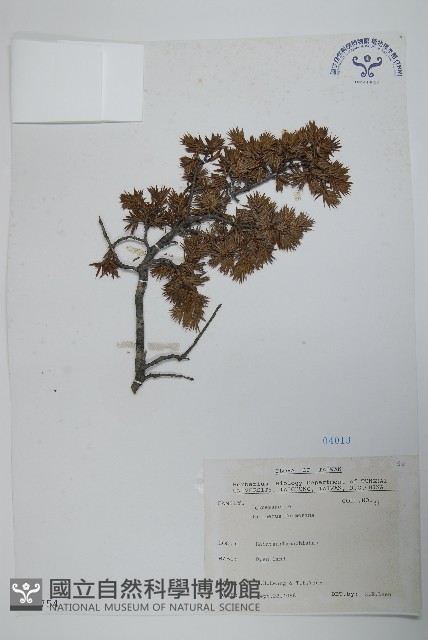 刺柏藏品圖，第1張