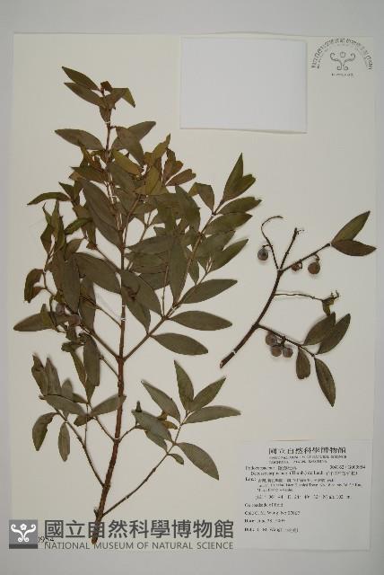 竹柏、南攻竹柏藏品圖，第1張