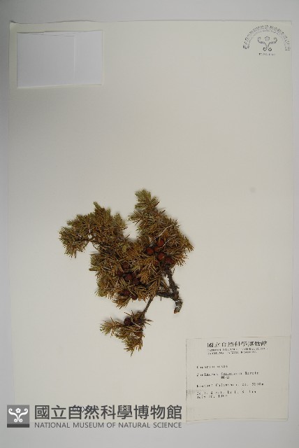 刺柏藏品圖，第1張