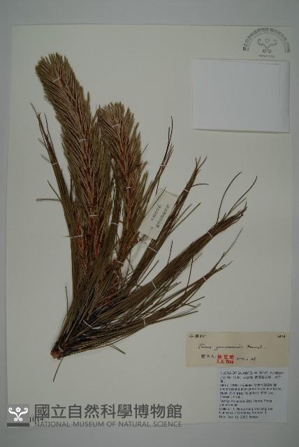 雲南松藏品圖，第1張