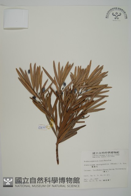 大葉羅漢松藏品圖，第1張