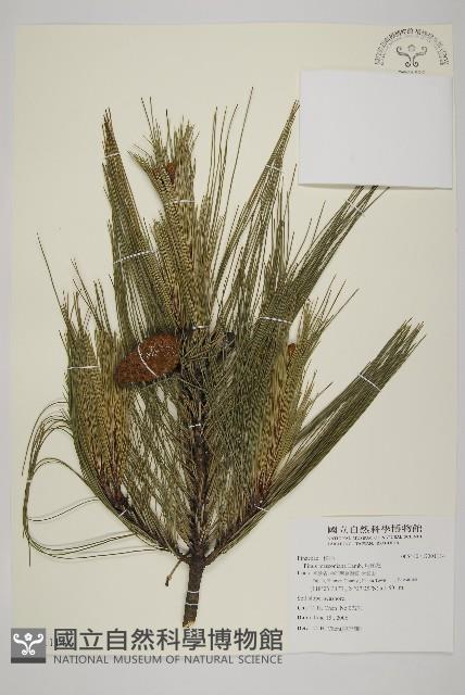 馬尾松藏品圖，第1張