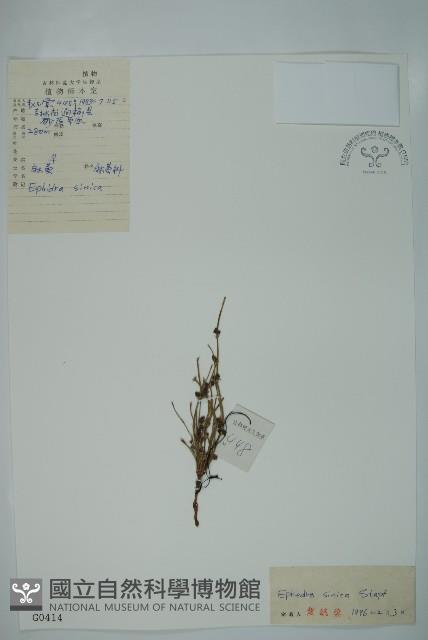 草麻黃藏品圖，第1張