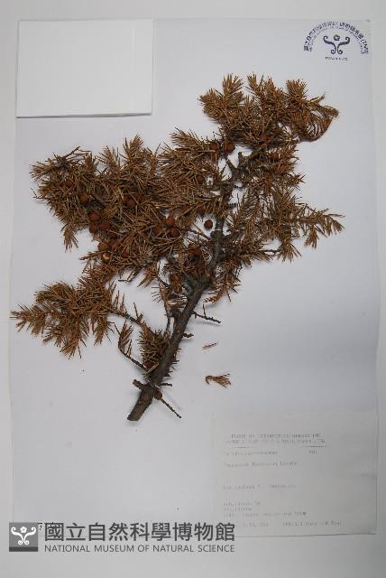 刺柏藏品圖，第1張