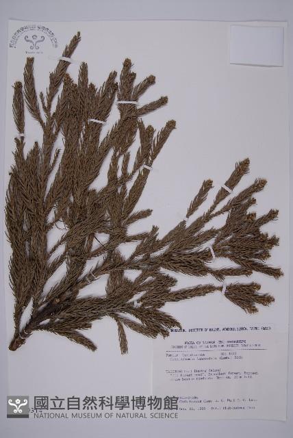 杉木藏品圖，第1張