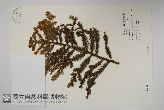 肯氏南洋杉藏品圖，第1張