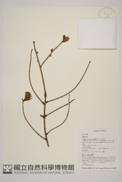 登錄號:G001004藏品圖，第1張