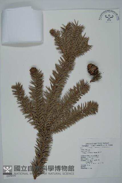 巒大杉、香杉藏品圖，第1張