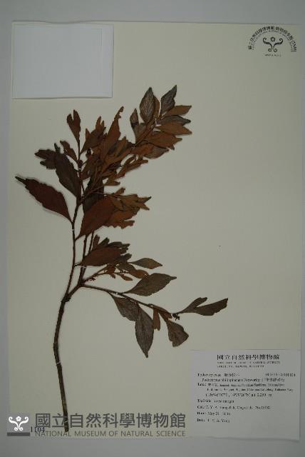 菲律賓羅漢松藏品圖，第1張