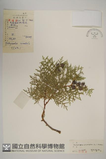 側柏藏品圖，第1張