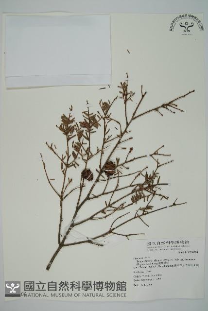 臺灣鐵杉藏品圖，第1張