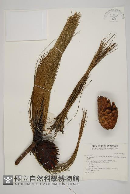 思茅松藏品圖，第1張