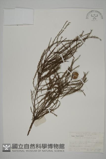 池杉藏品圖，第1張