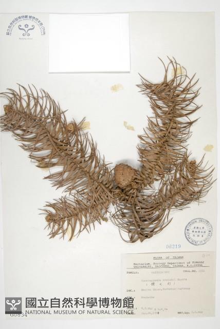 杉木藏品圖，第1張