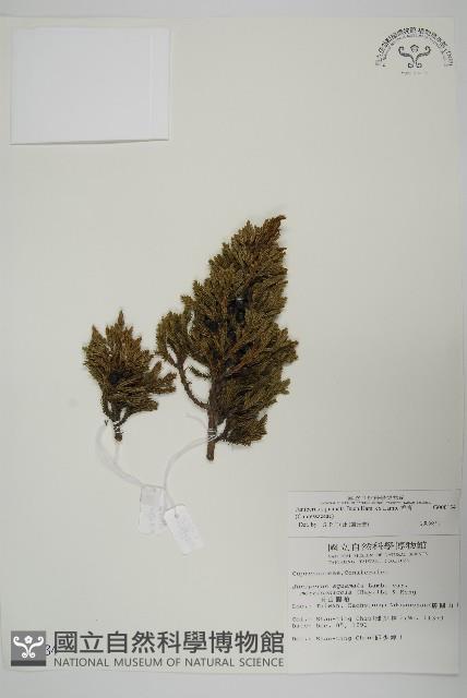 香青藏品圖，第1張