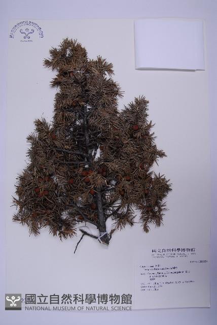 刺柏藏品圖，第1張