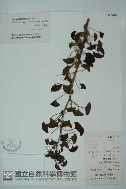 銀杏藏品圖，第1張