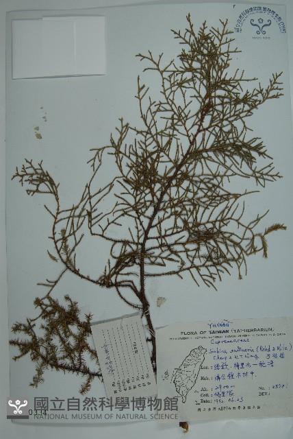 方枝柏藏品圖，第1張