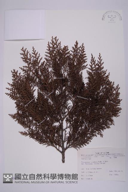 臺灣扁柏藏品圖，第1張