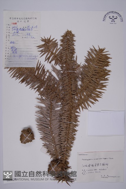 杉木藏品圖，第1張