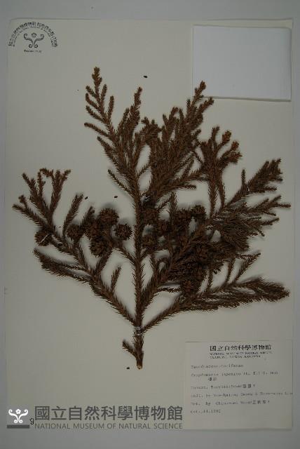 柳杉藏品圖，第1張