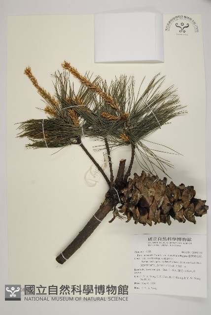 臺灣華山松藏品圖，第1張