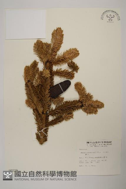 臺灣冷杉藏品圖，第1張