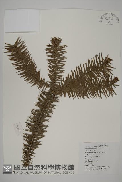 杉木藏品圖，第1張