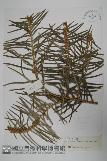 高山三尖杉藏品圖，第1張